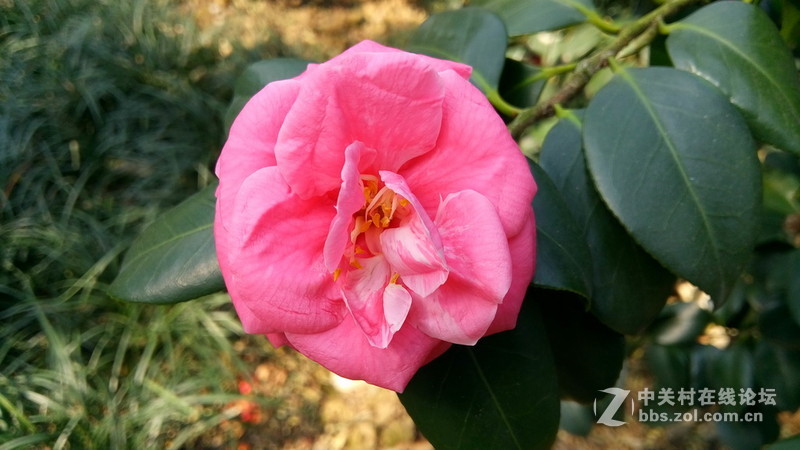 年初十看了樱花又来看茶花(佳域S3手机)