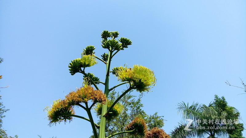 年初十看了樱花又来看茶花(佳域S3手机)