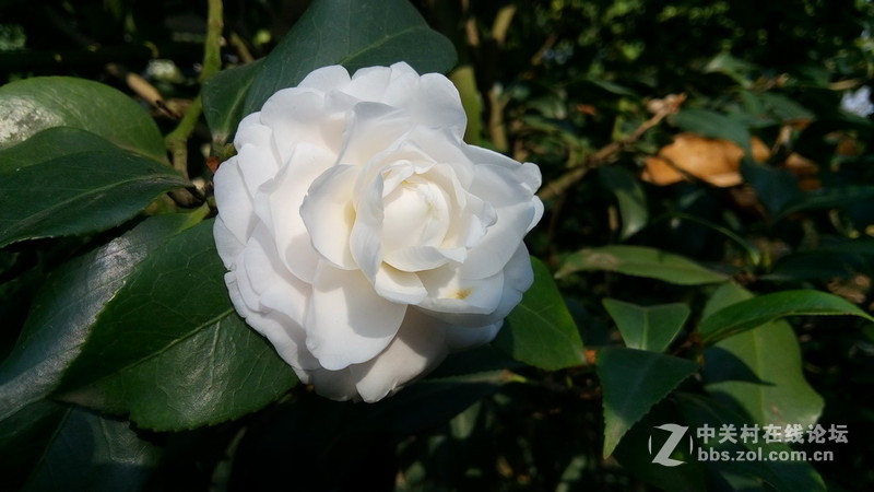 年初十看了樱花又来看茶花(佳域S3手机)