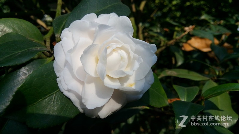 年初十看了樱花又来看茶花(佳域S3手机)