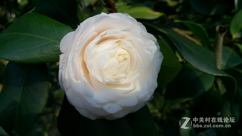 年初十看了樱花又来看茶花(佳域S3手机)