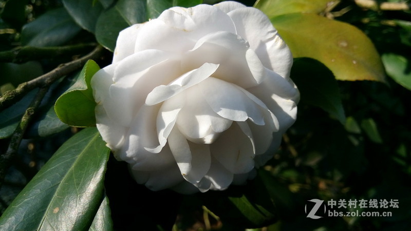 年初十看了樱花又来看茶花(佳域S3手机)