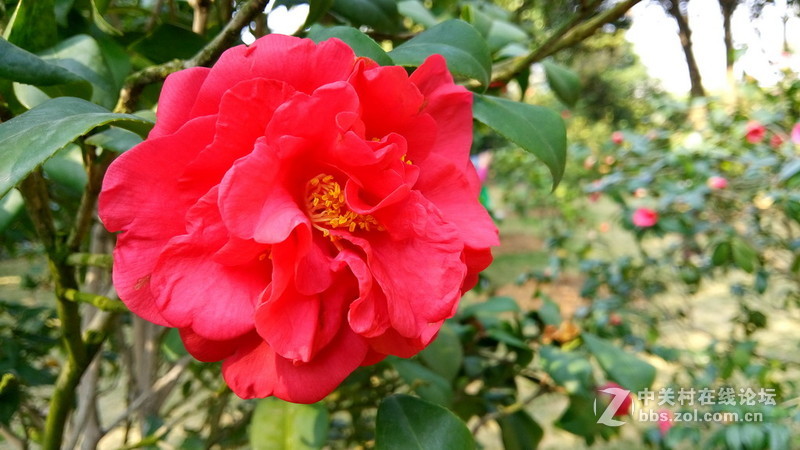 年初十看了樱花又来看茶花(佳域S3手机)