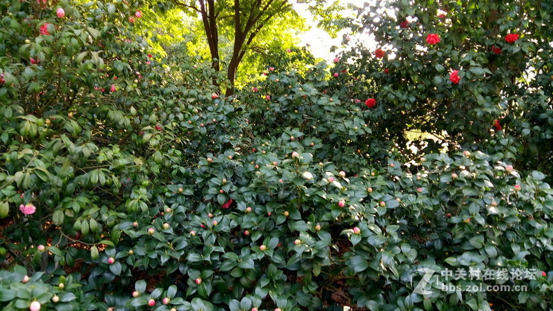 年初十看了樱花又来看茶花(佳域S3手机)