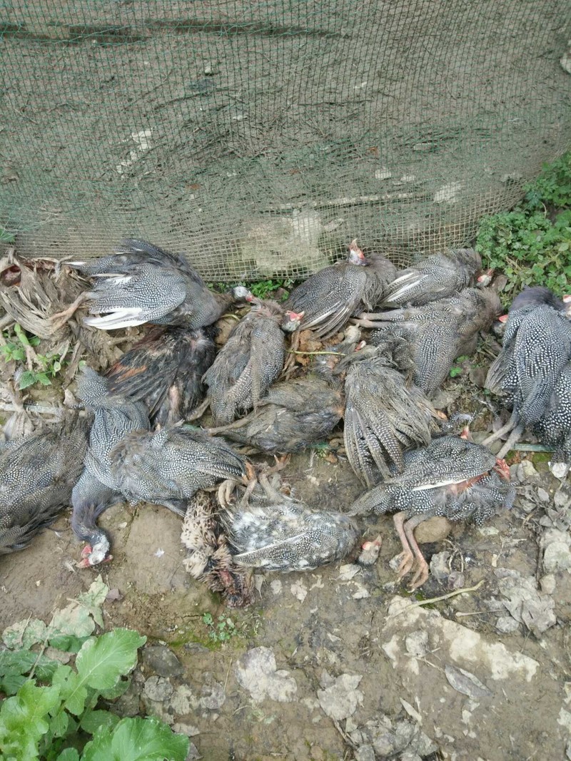 这是乡政府发展的产业都死完了