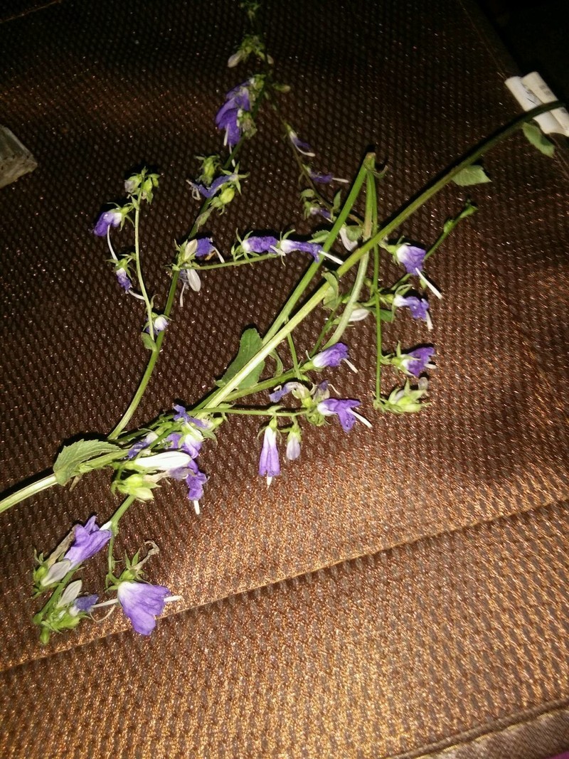 1是参类的花吗
