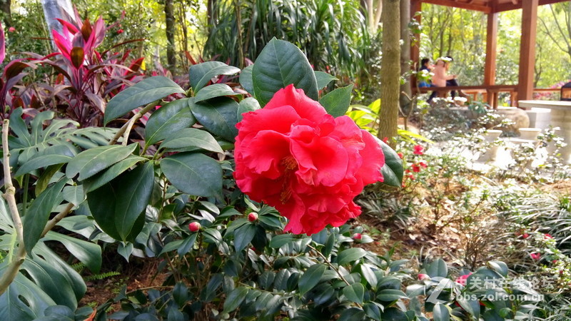 年初十看了樱花又来看茶花(佳域S3手机)