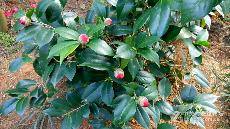 年初十看了樱花又来看茶花(佳域S3手机)