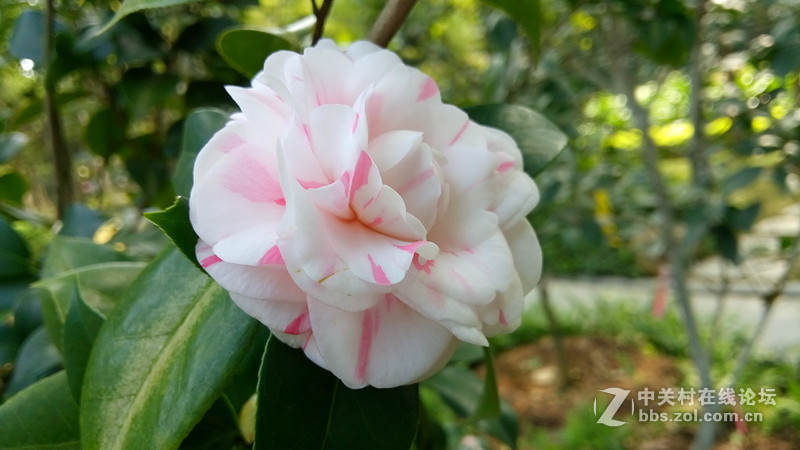 年初十看了樱花又来看茶花(佳域S3手机)