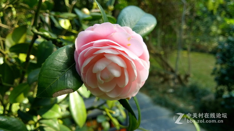 年初十看了樱花又来看茶花(佳域S3手机)