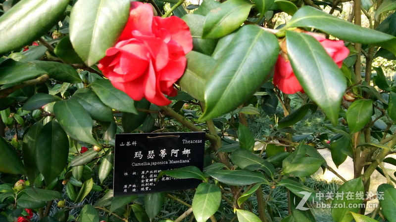 年初十看了樱花又来看茶花(佳域S3手机)