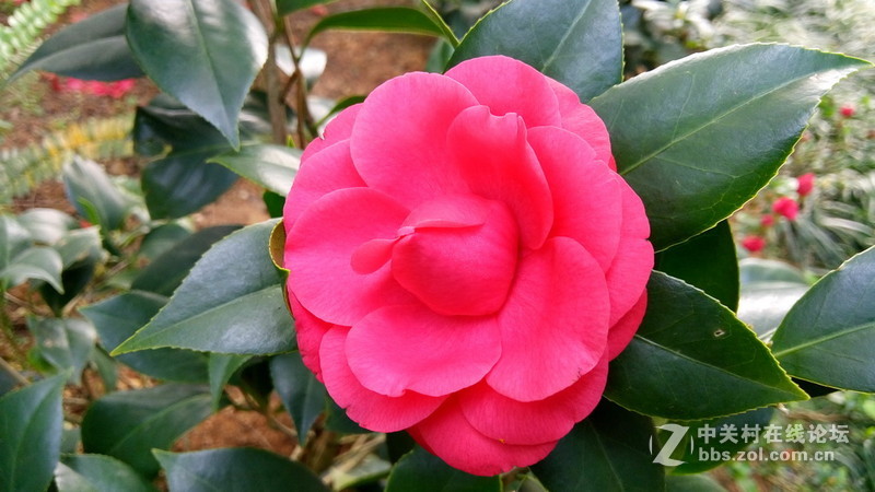 年初十看了樱花又来看茶花(佳域S3手机)