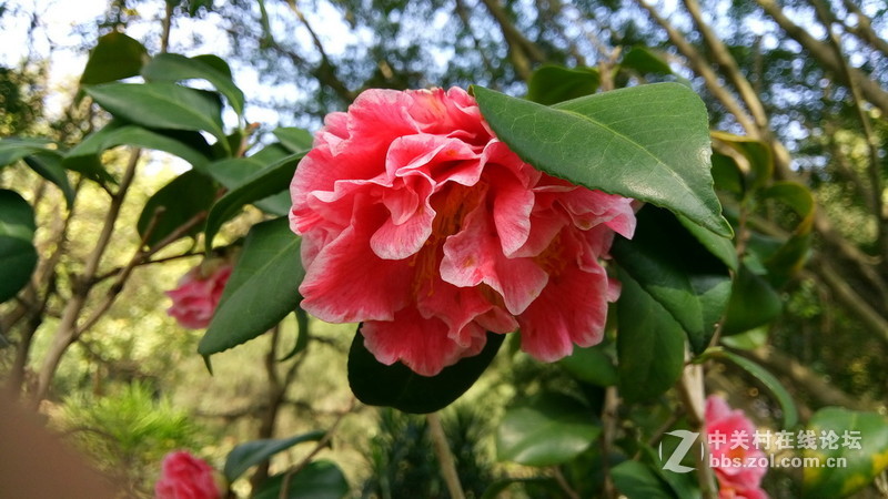 年初十看了樱花又来看茶花(佳域S3手机)