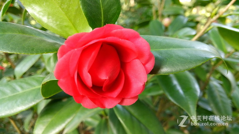 年初十看了樱花又来看茶花(佳域S3手机)