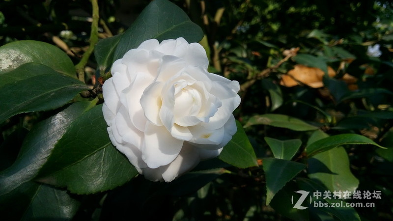 年初十看了樱花又来看茶花(佳域S3手机)