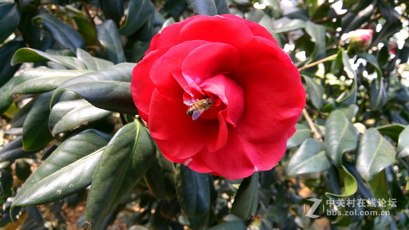 年初十看了樱花又来看茶花(佳域S3手机)