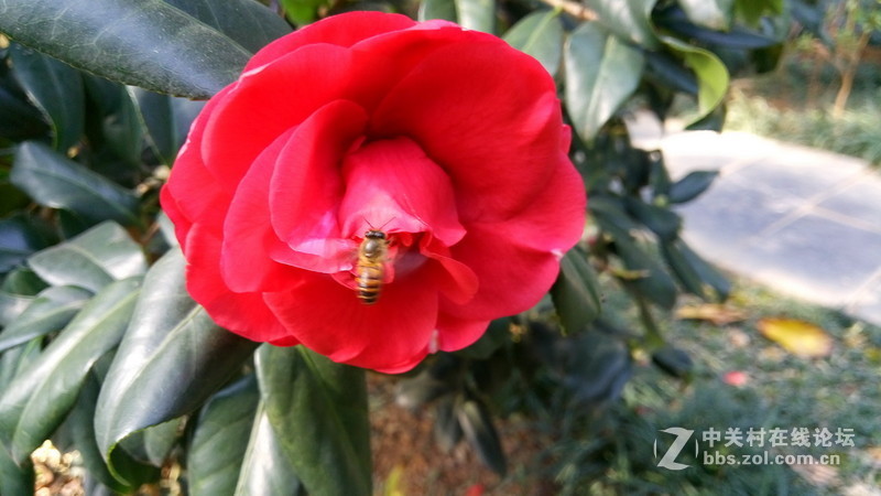 年初十看了樱花又来看茶花(佳域S3手机)