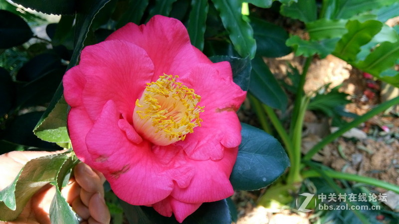 年初十看了樱花又来看茶花(佳域S3手机)