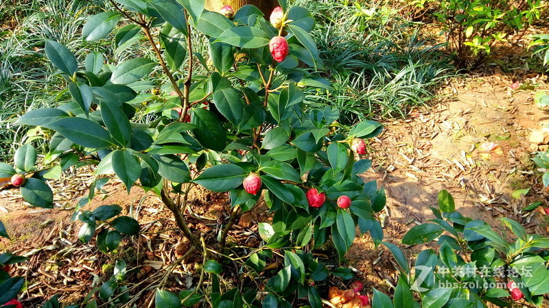 年初十看了樱花又来看茶花(佳域S3手机)