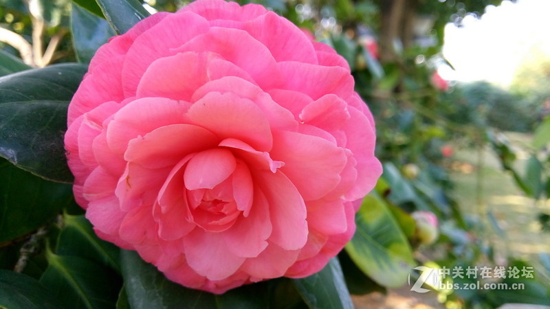 年初十看了樱花又来看茶花(佳域S3手机)