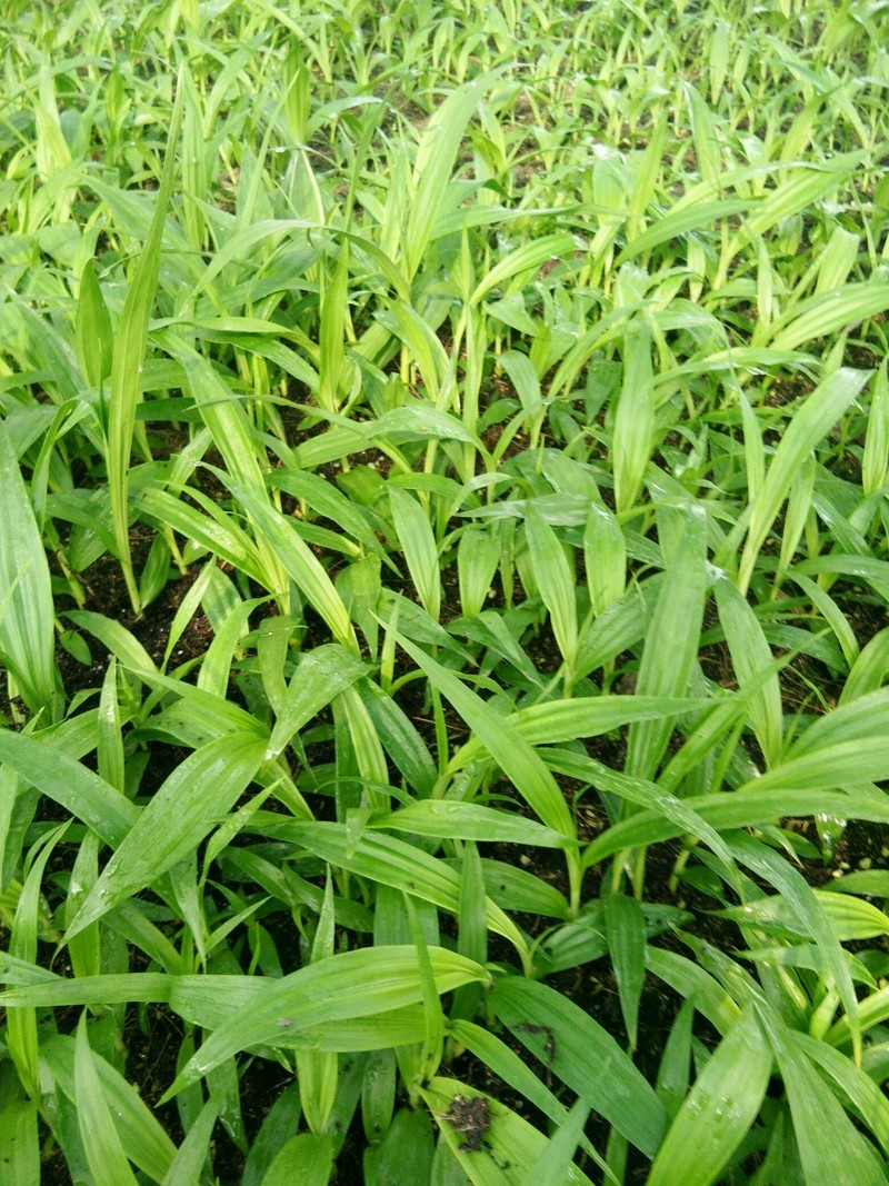 紫花三叉大白芨批发零售