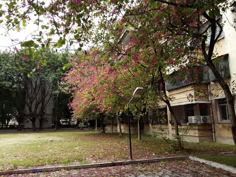 索尼Z3+拍的照片