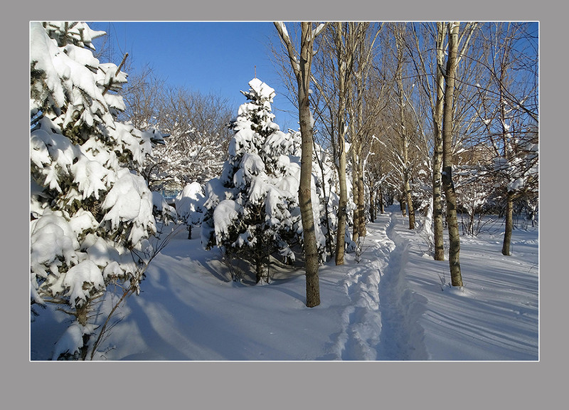 【  大雪压青松  】