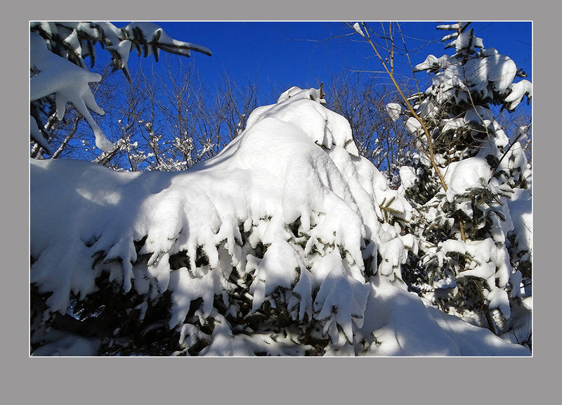 【  大雪压青松  】