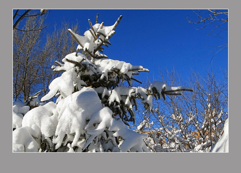 【  大雪压青松  】