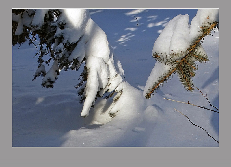 【  大雪压青松  】