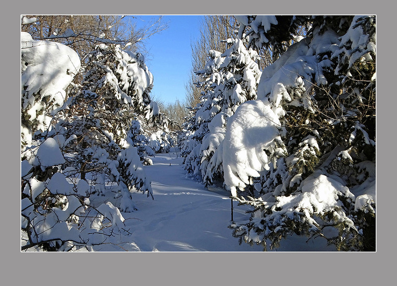 【  大雪压青松  】