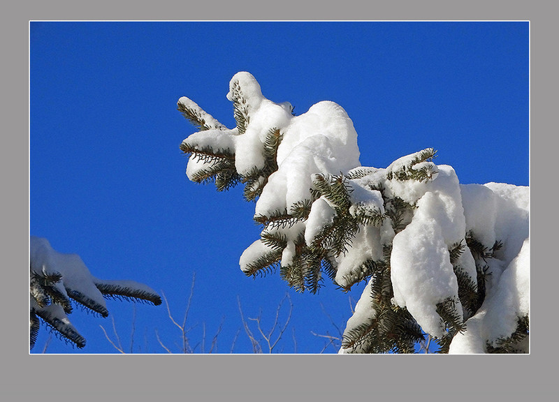 【  大雪压青松  】