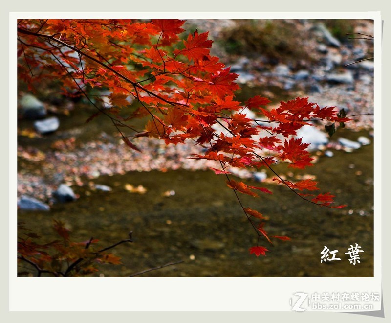 筐子沟红叶---