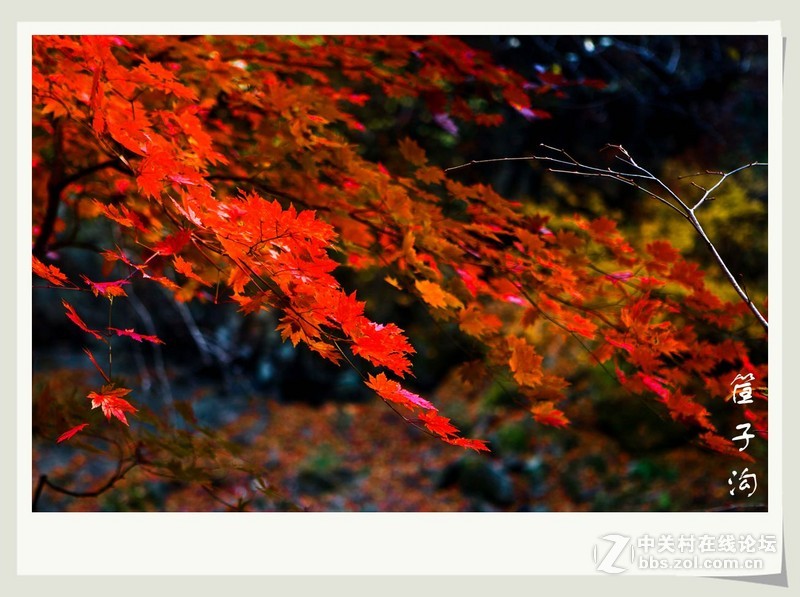 筐子沟红叶---