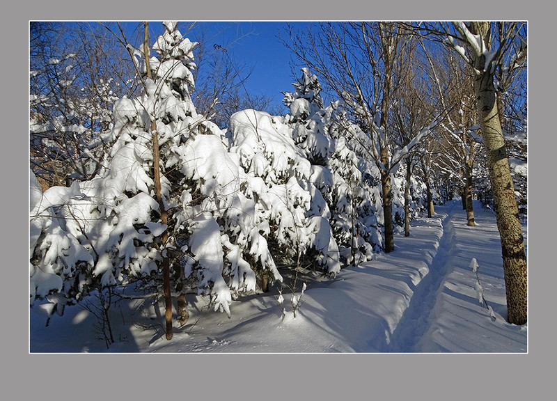 【  大雪压青松  】