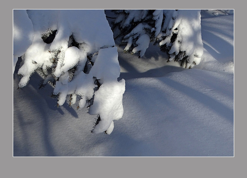 【  大雪压青松  】