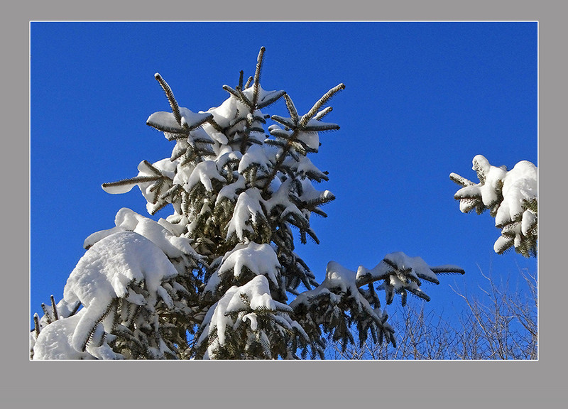 【  大雪压青松  】