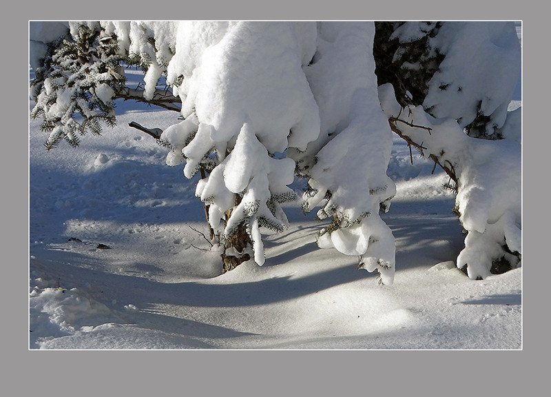【  大雪压青松  】