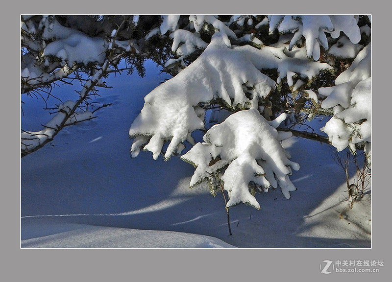 【  大雪压青松  】