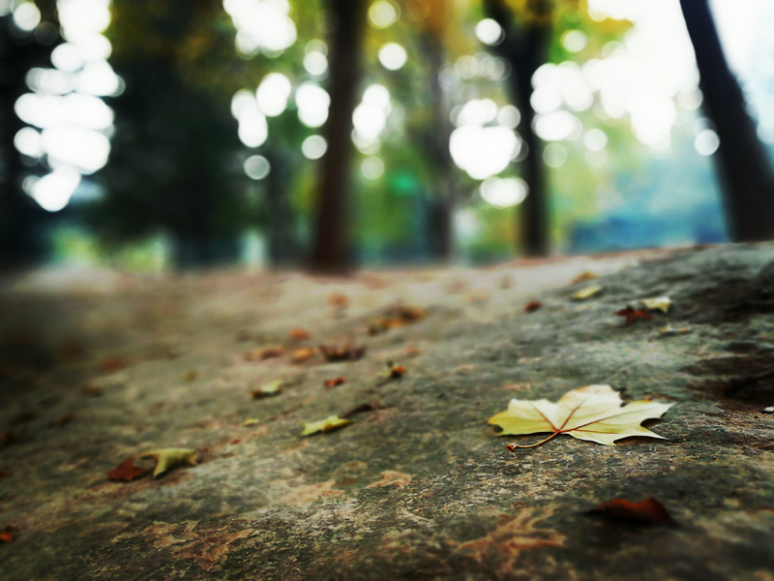 指纹双摄荣耀畅玩6X让你体验不一样的手机摄影