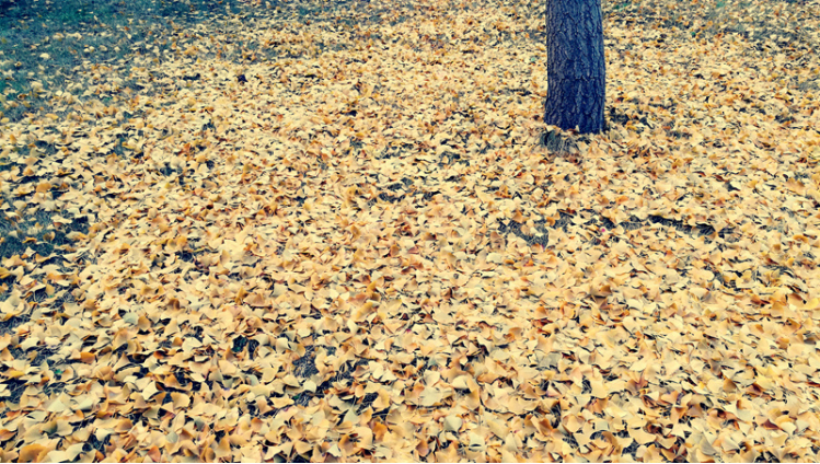 指纹双摄荣耀畅玩6X让你体验不一样的手机摄影