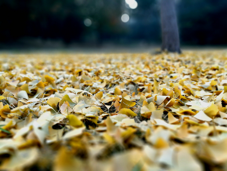 指纹双摄荣耀畅玩6X让你体验不一样的手机摄影