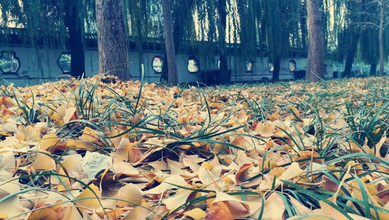 指纹双摄荣耀畅玩6X让你体验不一样的手机摄影