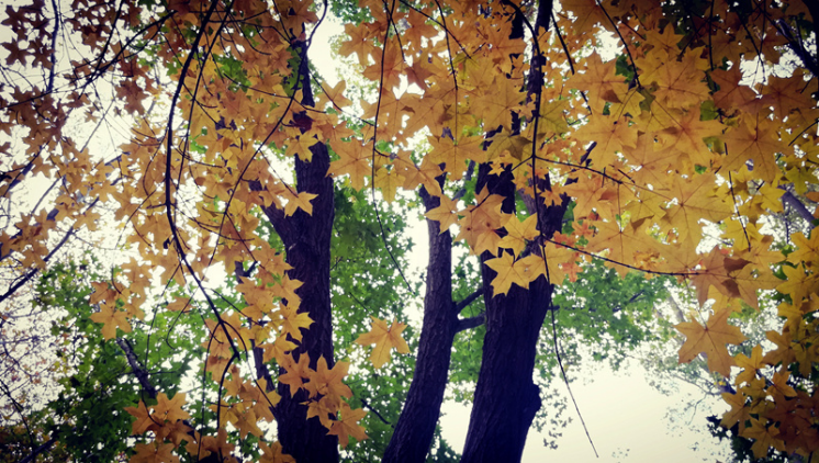 指纹双摄荣耀畅玩6X让你体验不一样的手机摄影