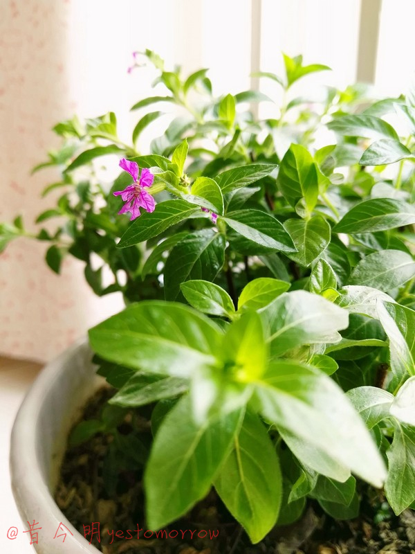 销售汽车顾问的心声：我的青春逆生长，生如麦芒4