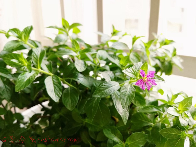 销售汽车顾问的心声：我的青春逆生长，生如麦芒4