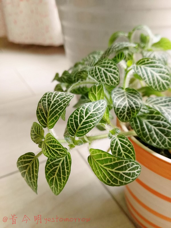 销售汽车顾问的心声：我的青春逆生长，生如麦芒4