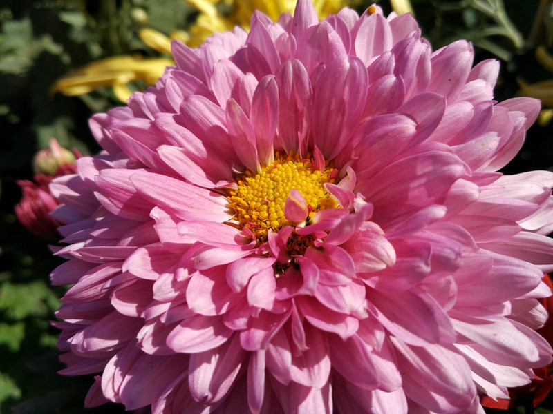 安卓小王子惊艳来袭——小米4C上手体验（by：西城秋色）