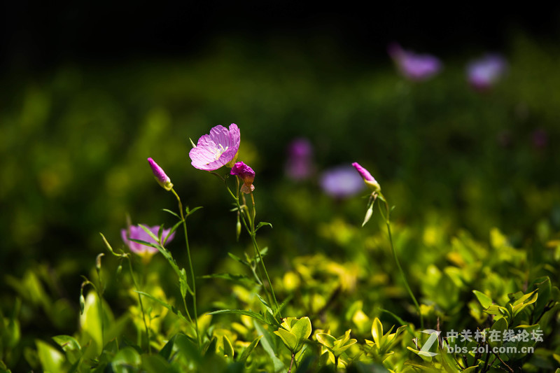 拍娃党重新拾回009