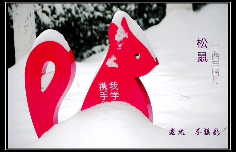 雪里红